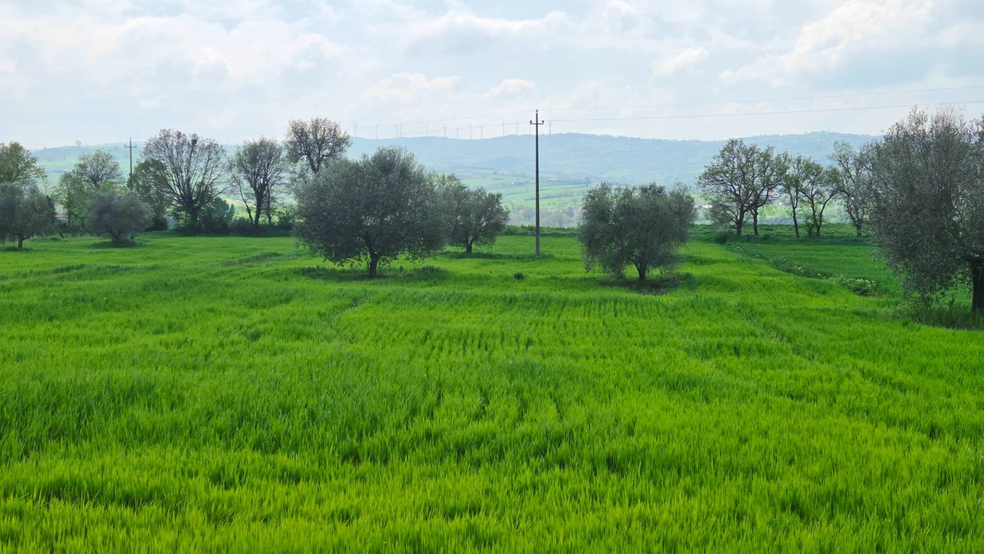 Terreno Agricolo in vendita a Castel Baronia