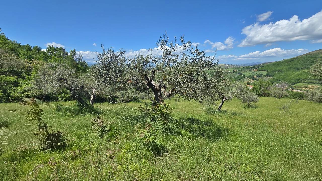 Terreno Agricolo in vendita a Castel Baronia