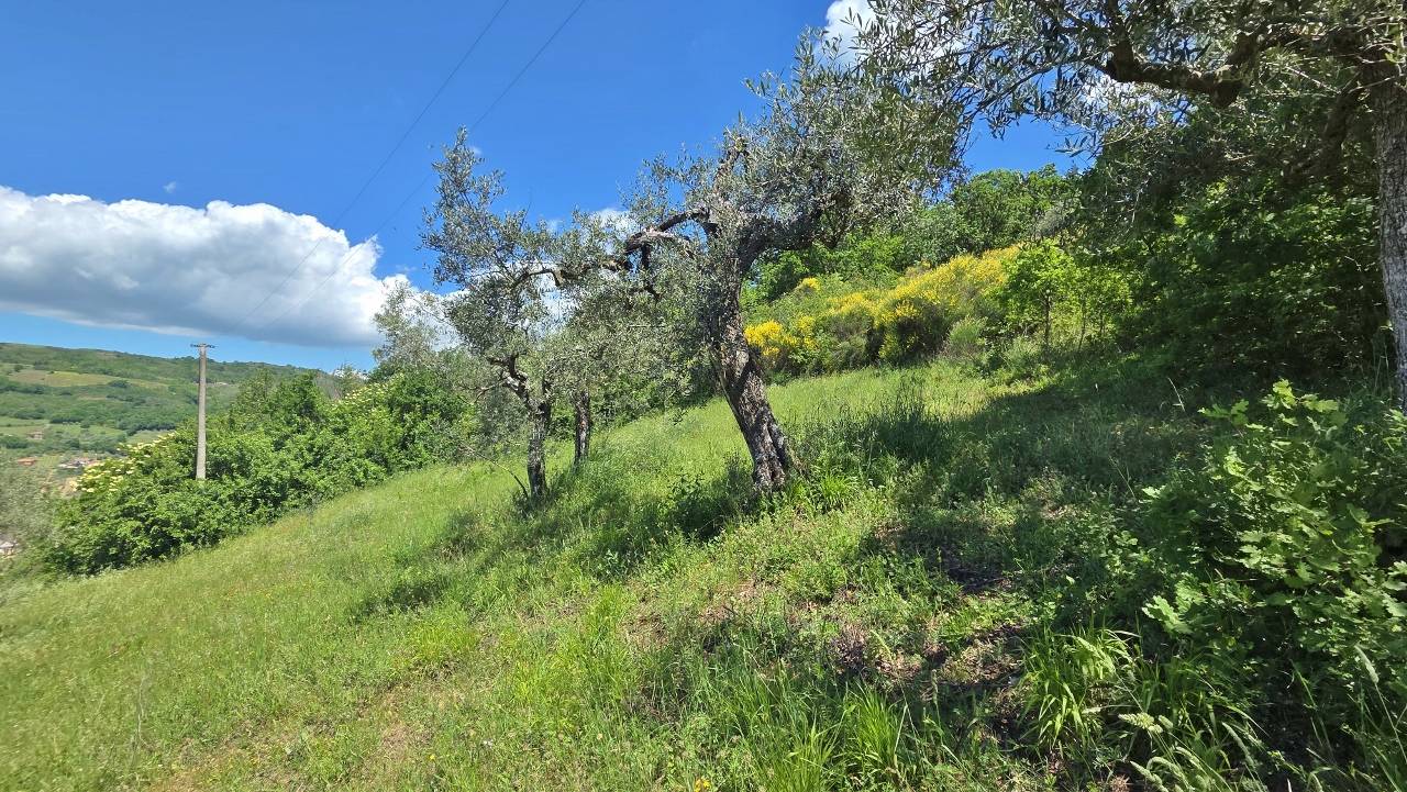 Terreno Agricolo in vendita a Castel Baronia