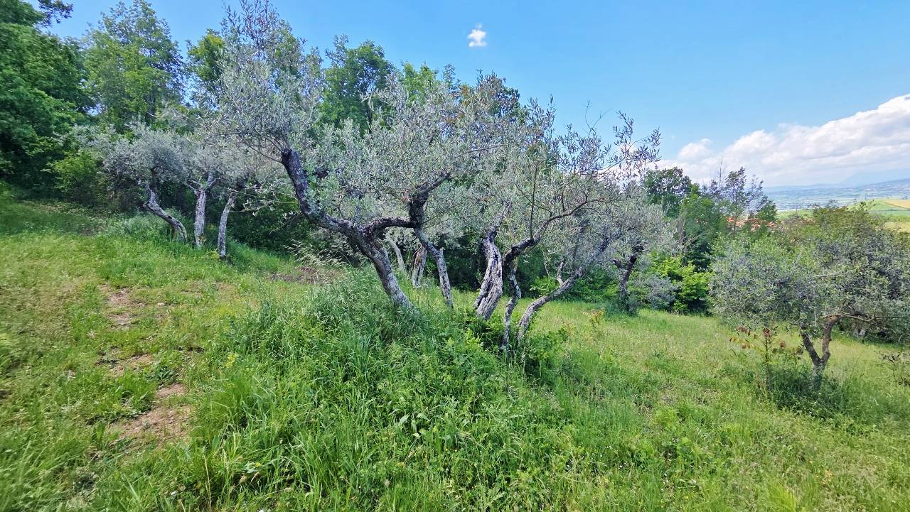 Terreno Agricolo in vendita a Castel Baronia