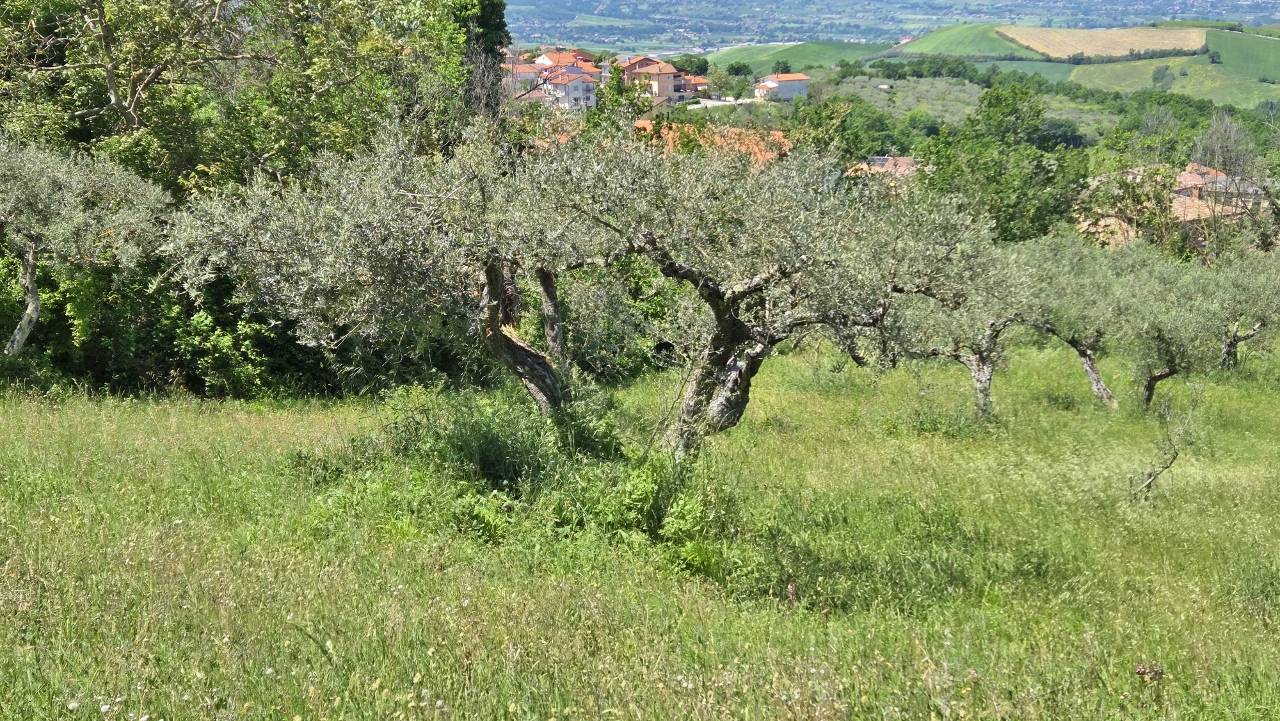 Terreno Agricolo in vendita a Castel Baronia