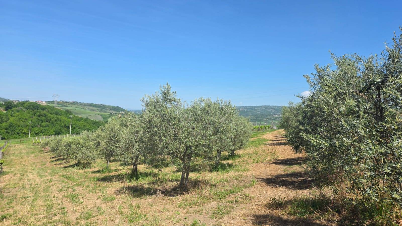 Terreno Agricolo in vendita a Torella dei Lombardi