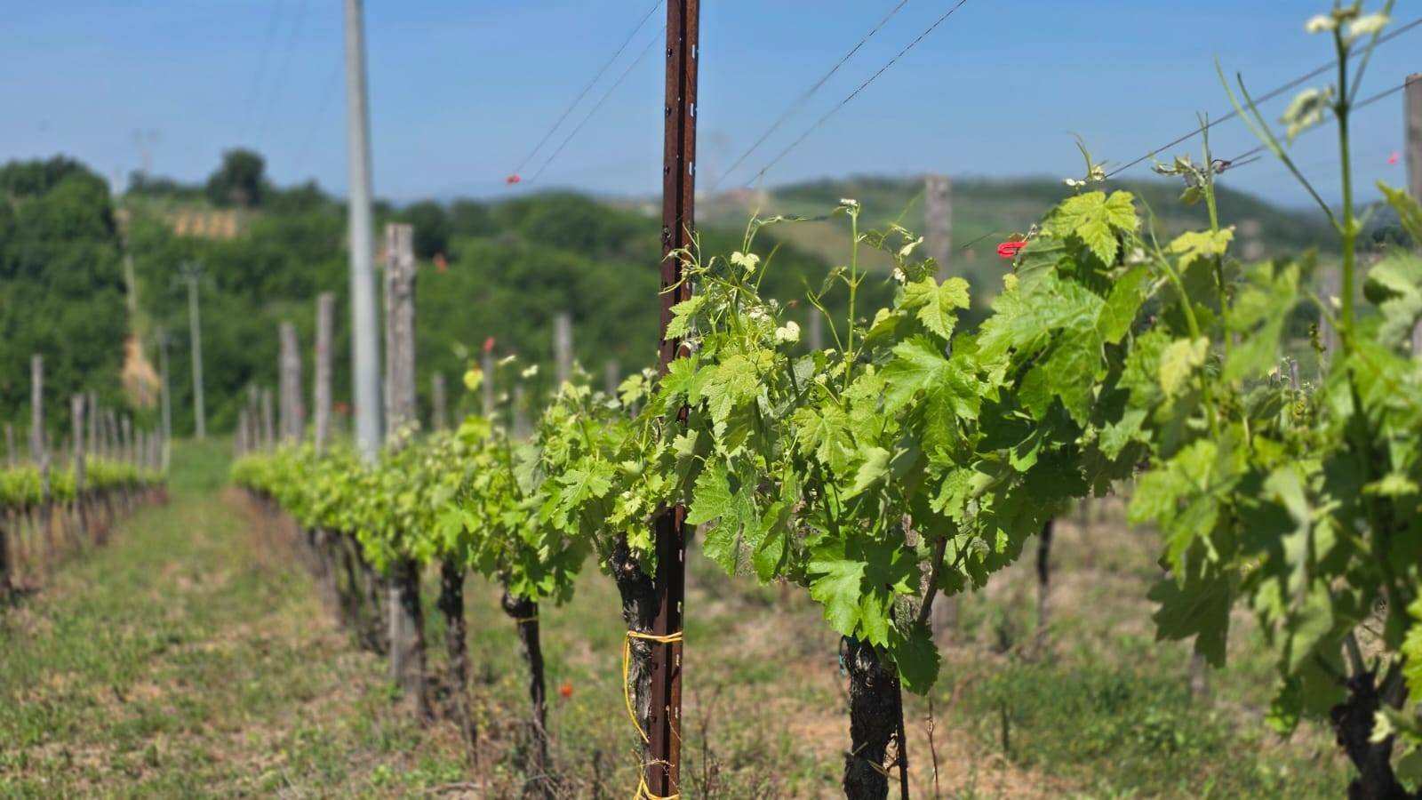 Terreno Agricolo in vendita a Torella dei Lombardi