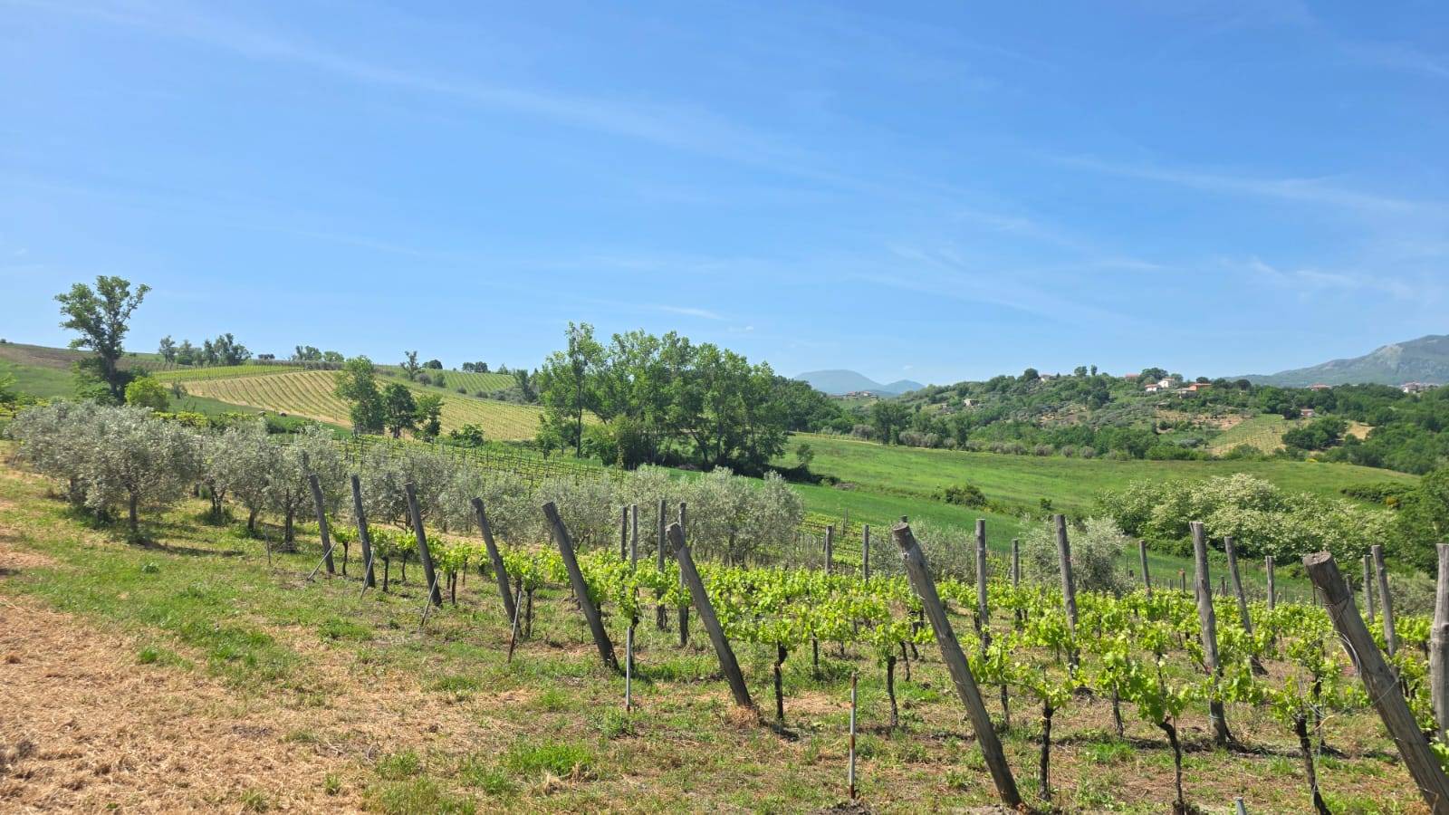 Terreno Agricolo in vendita a Torella dei Lombardi