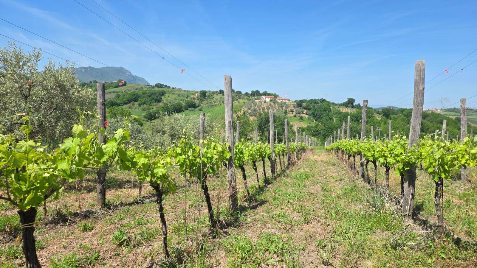 Terreno Agricolo in vendita a Torella dei Lombardi