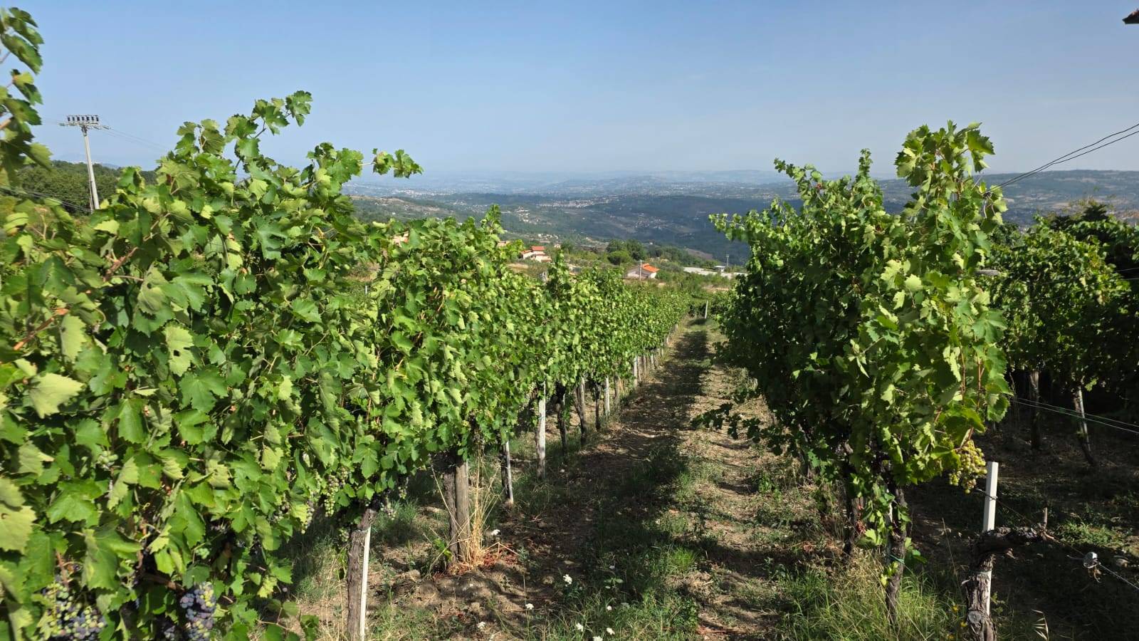 Terreno Agricolo in vendita a Montemarano