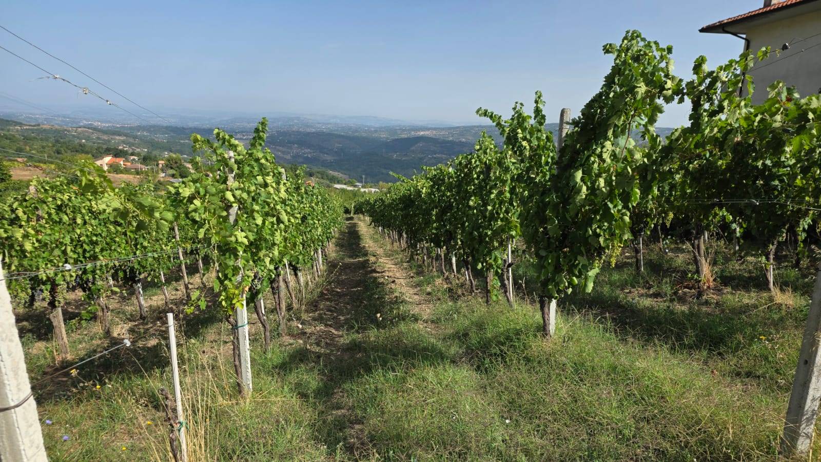 Terreno Agricolo in vendita a Montemarano