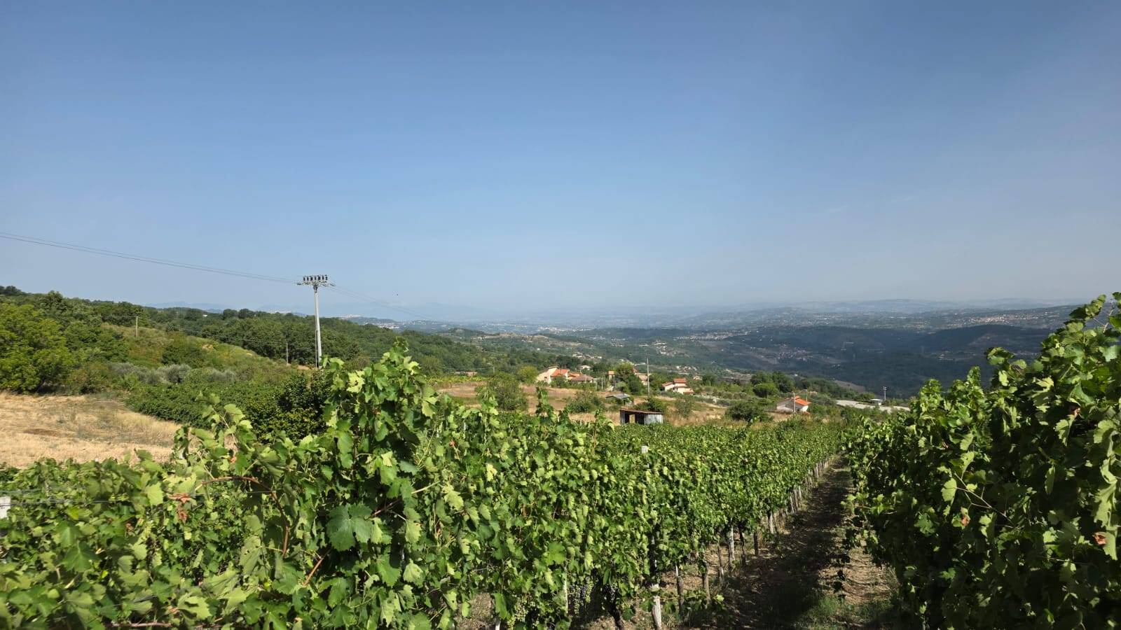 Terreno Agricolo in vendita a Montemarano