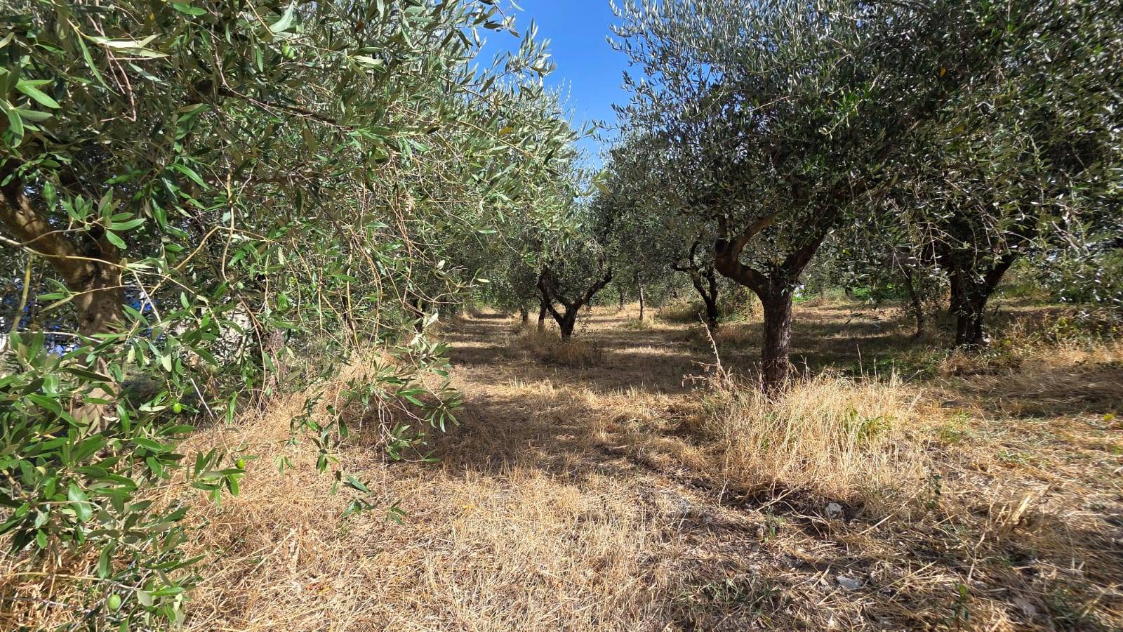Terreno Agricolo in vendita a Montemarano