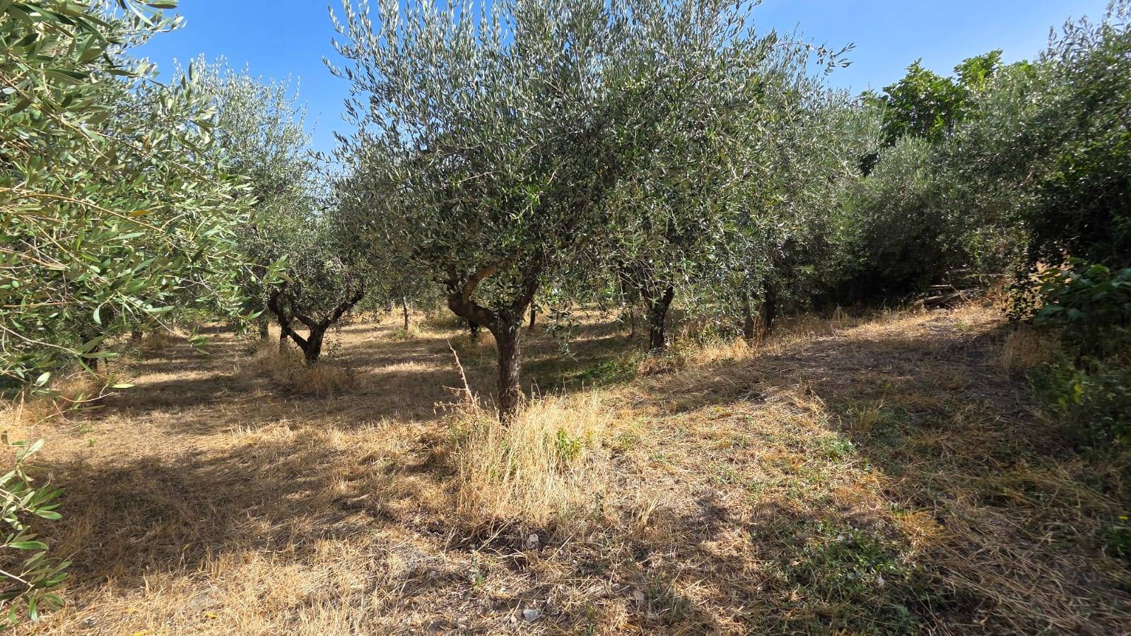 Terreno Agricolo in vendita a Montemarano
