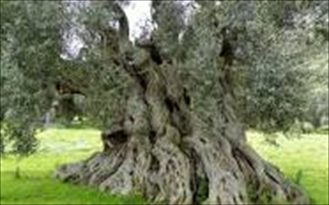 Terreno in vendita in pinco centonze, Monteroni di Lecce