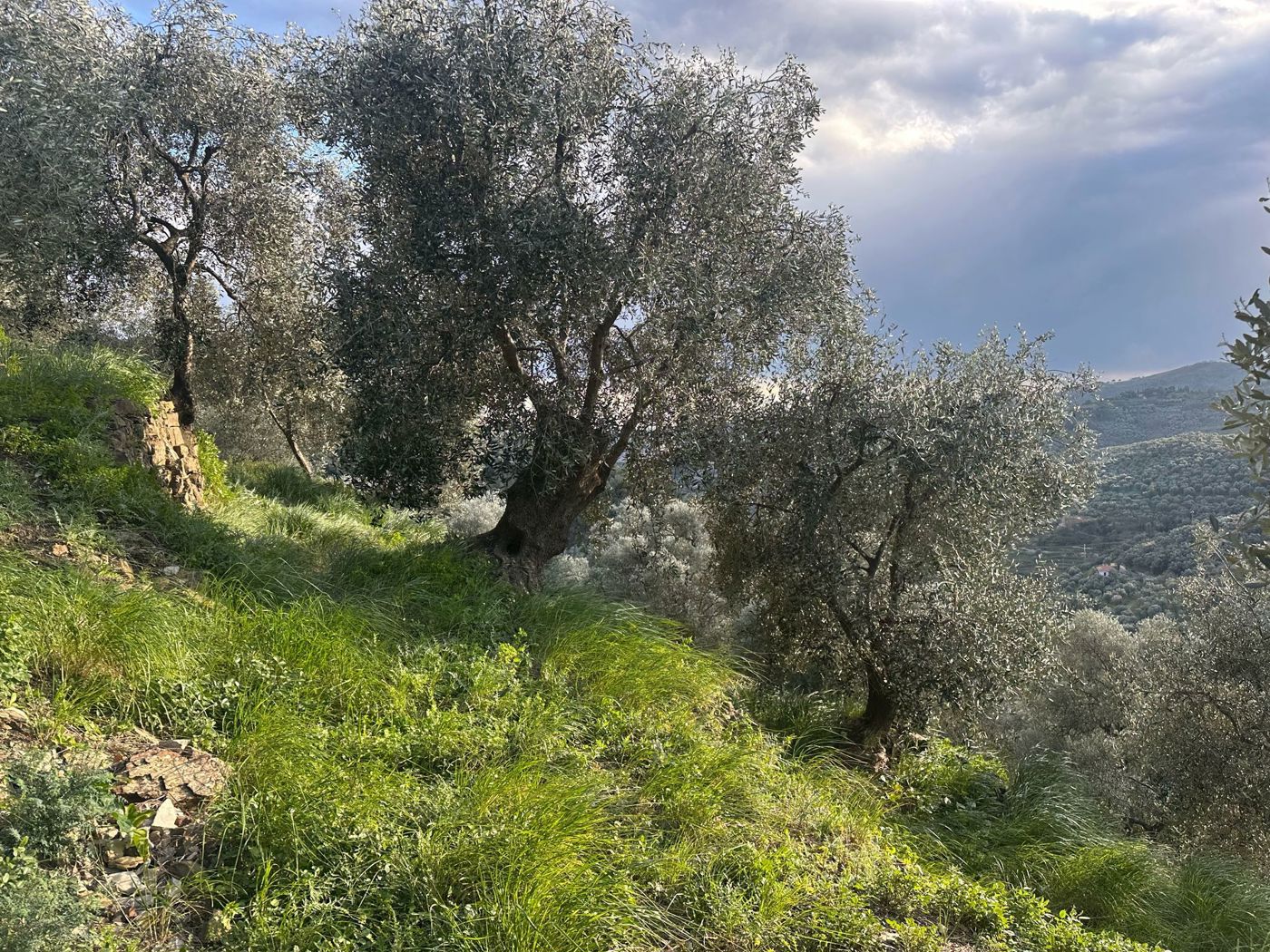 Terreno Agricolo vista mare a Imperia