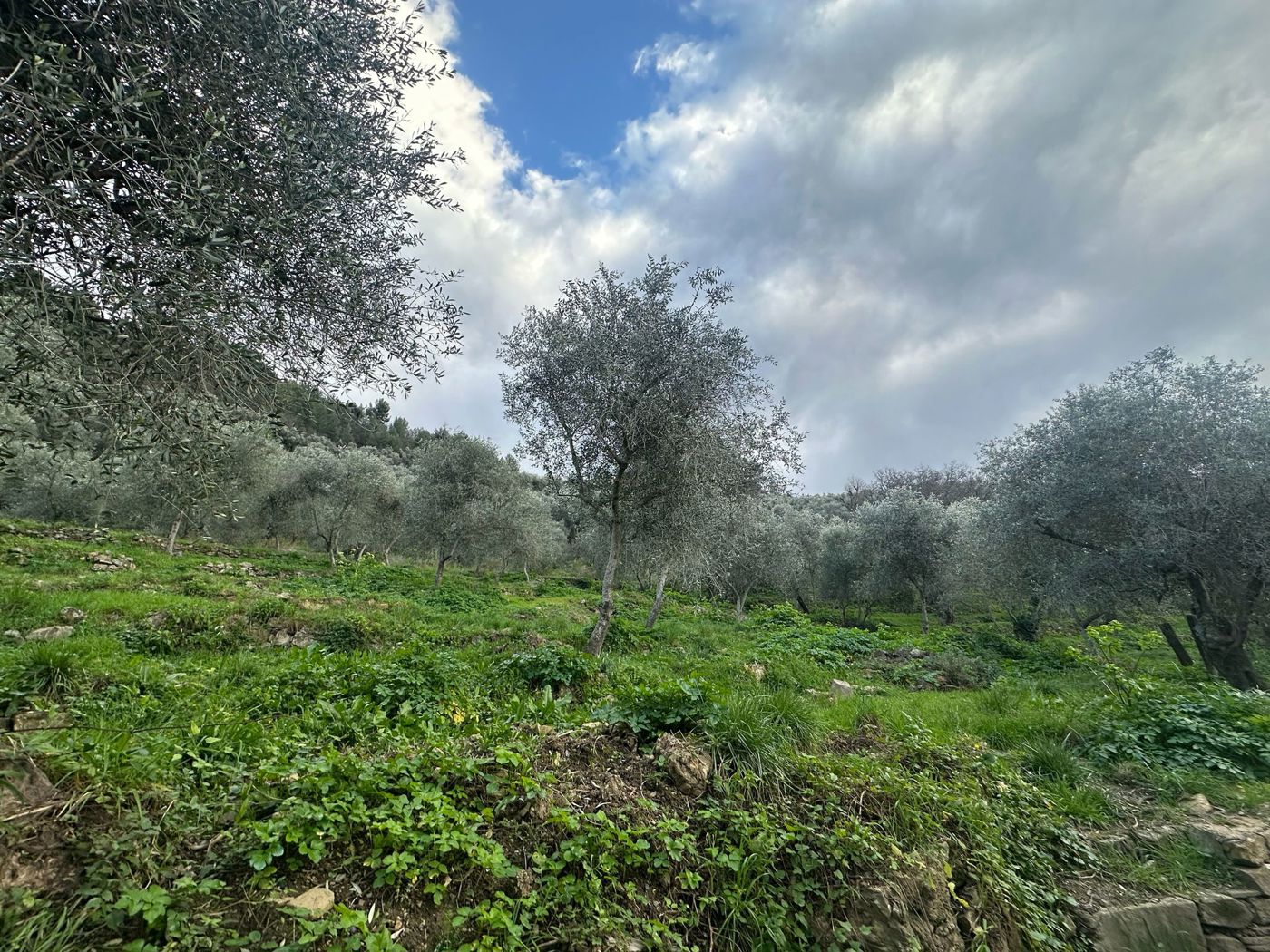 Terreno Agricolo vista mare a Imperia