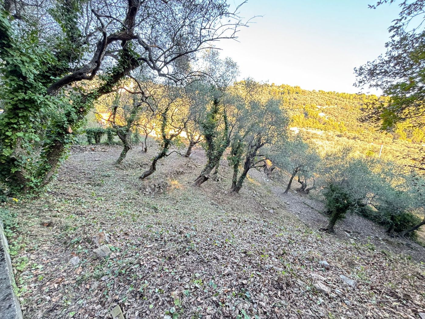 Terreno Agricolo in vendita a Imperia