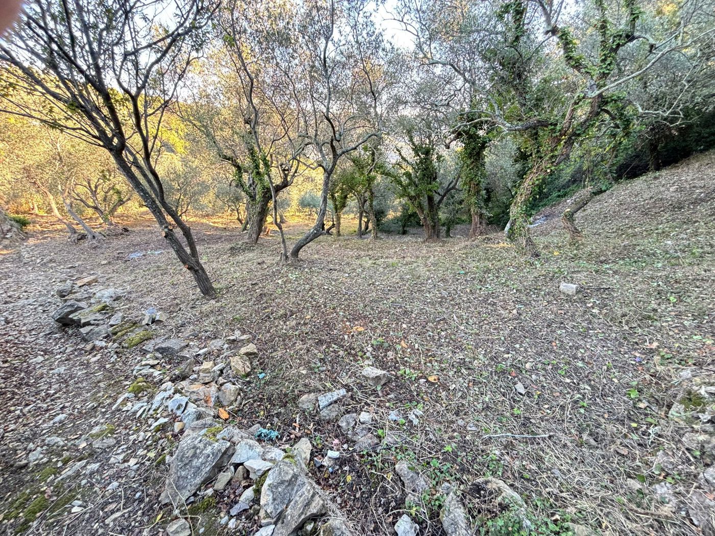 Terreno Agricolo in vendita a Imperia