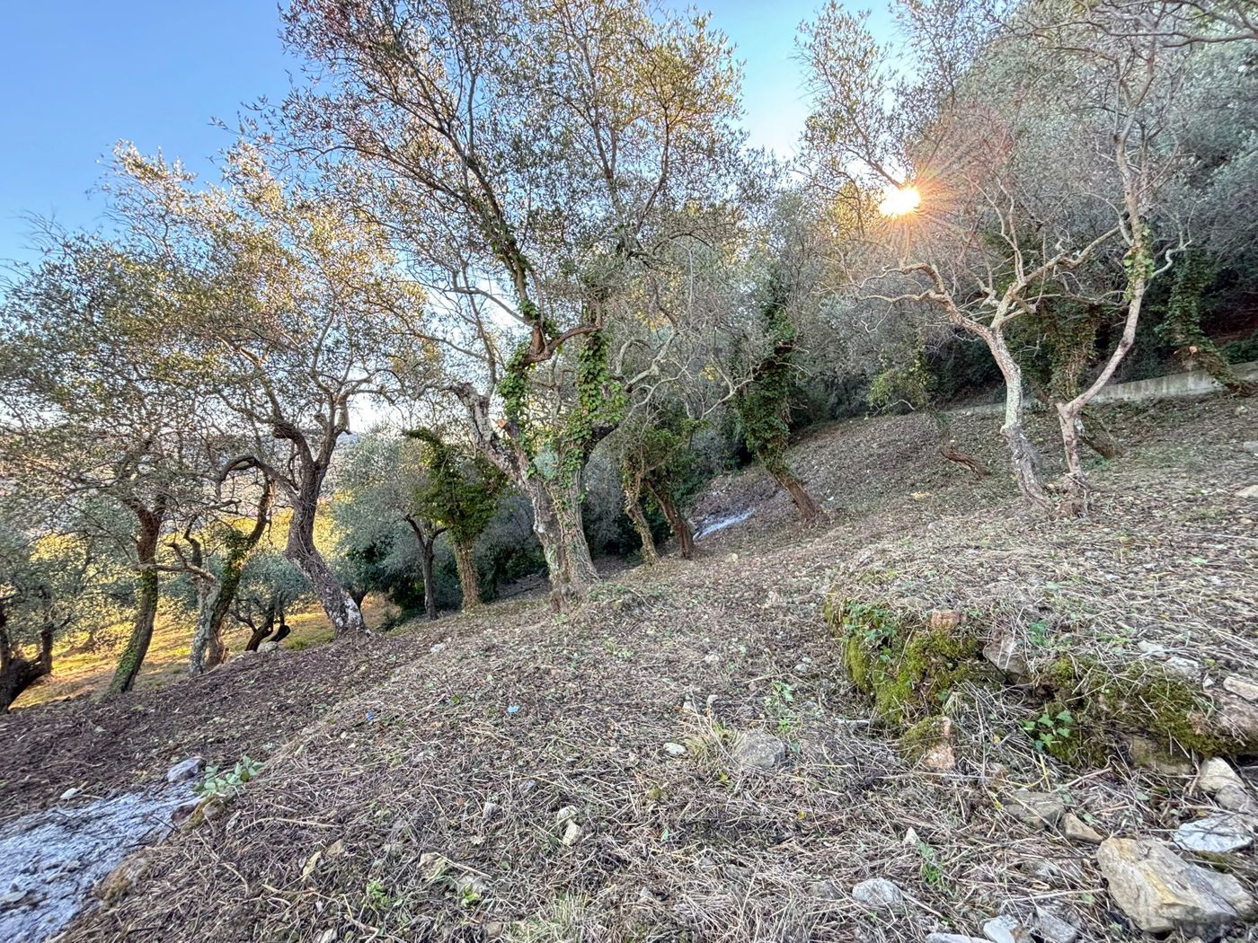 Terreno Agricolo in vendita a Imperia