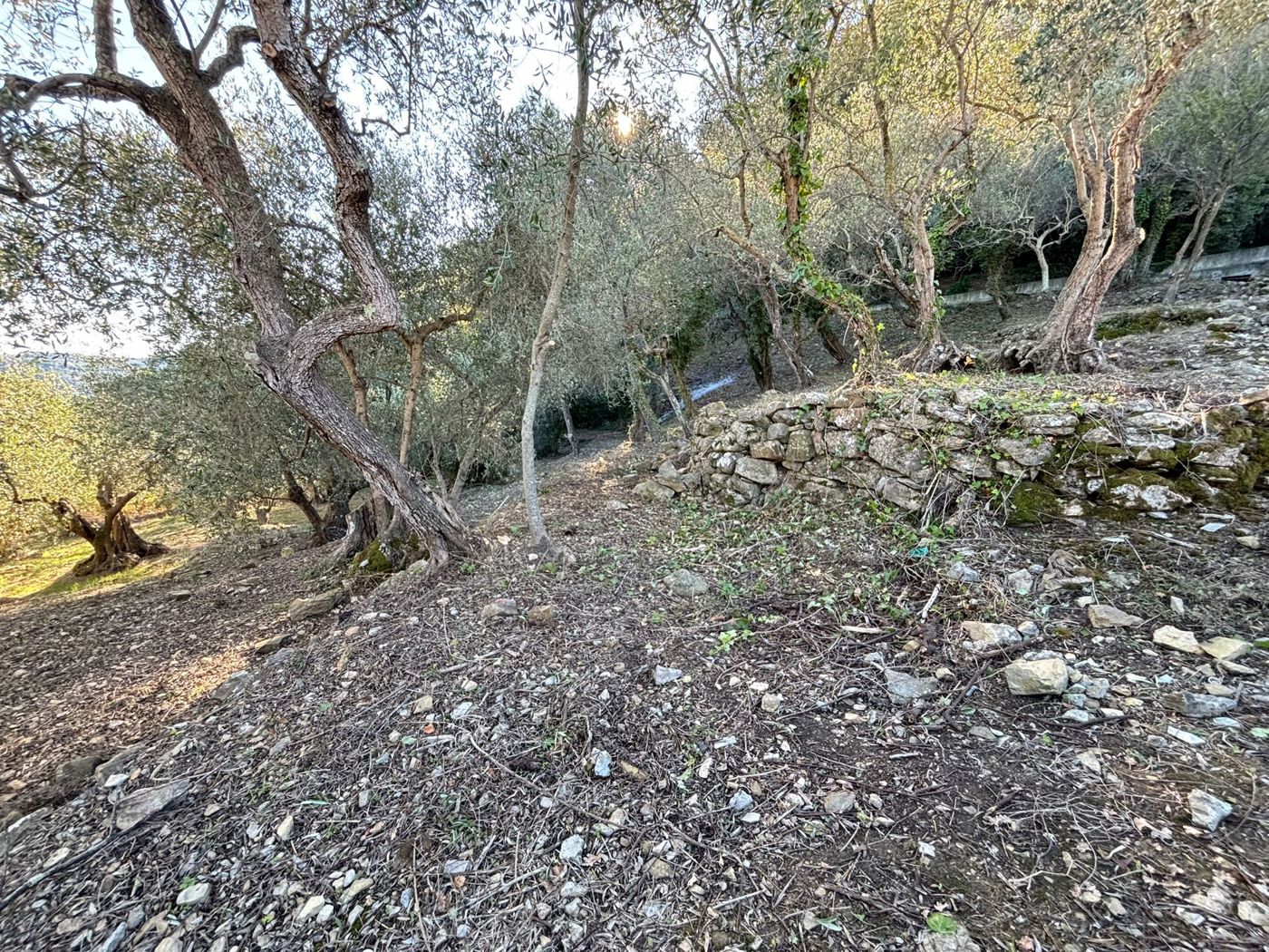 Terreno Agricolo in vendita a Imperia