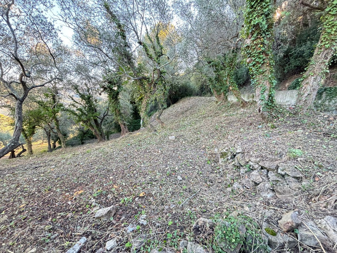 Terreno Agricolo in vendita a Imperia