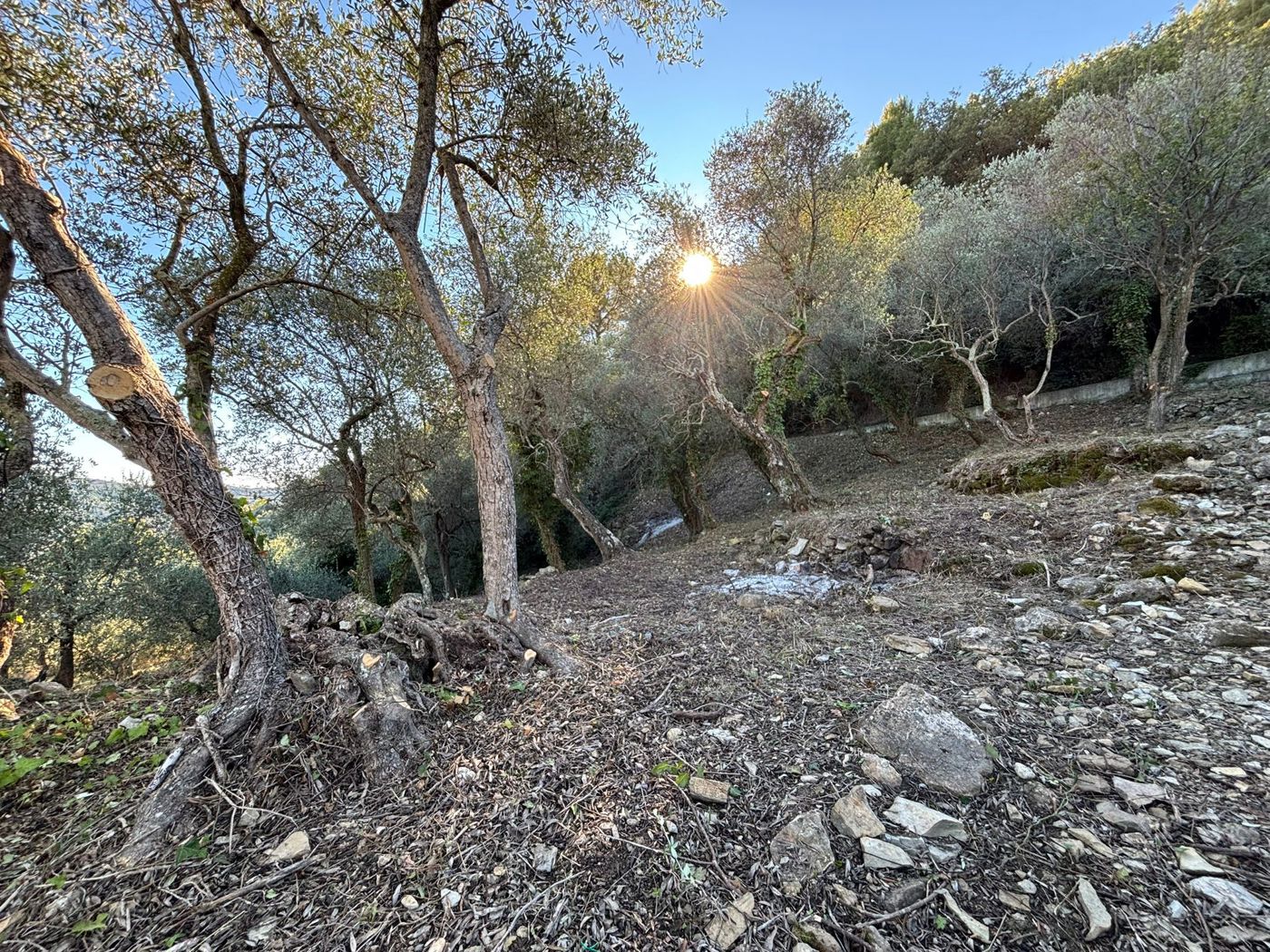 Terreno Agricolo in vendita a Imperia