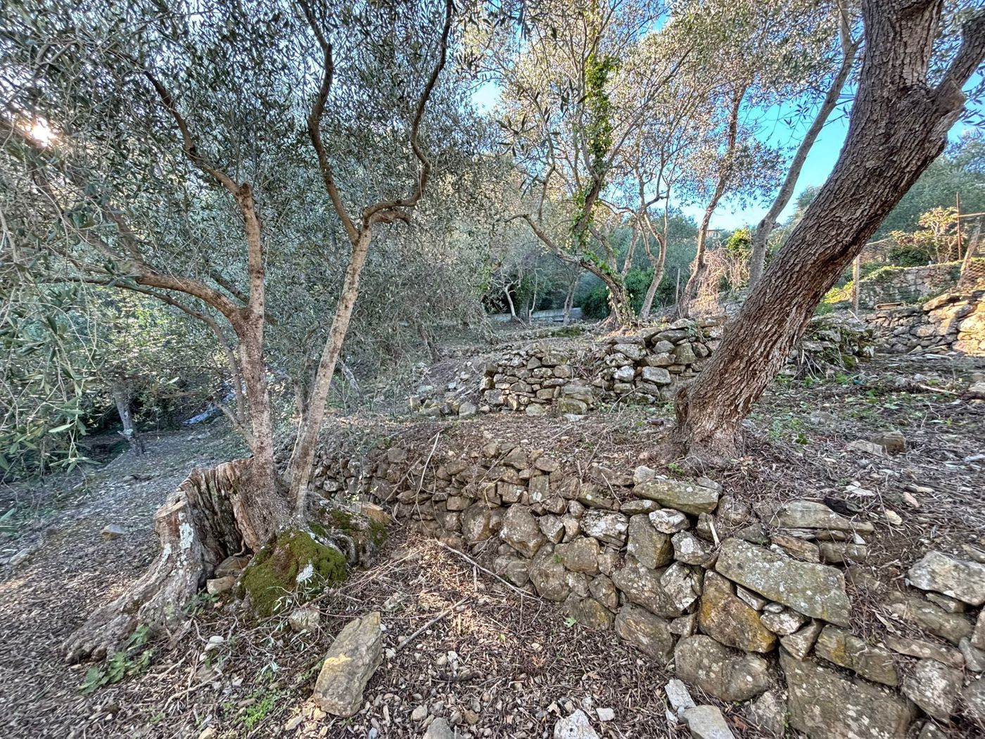 Terreno Agricolo in vendita a Imperia