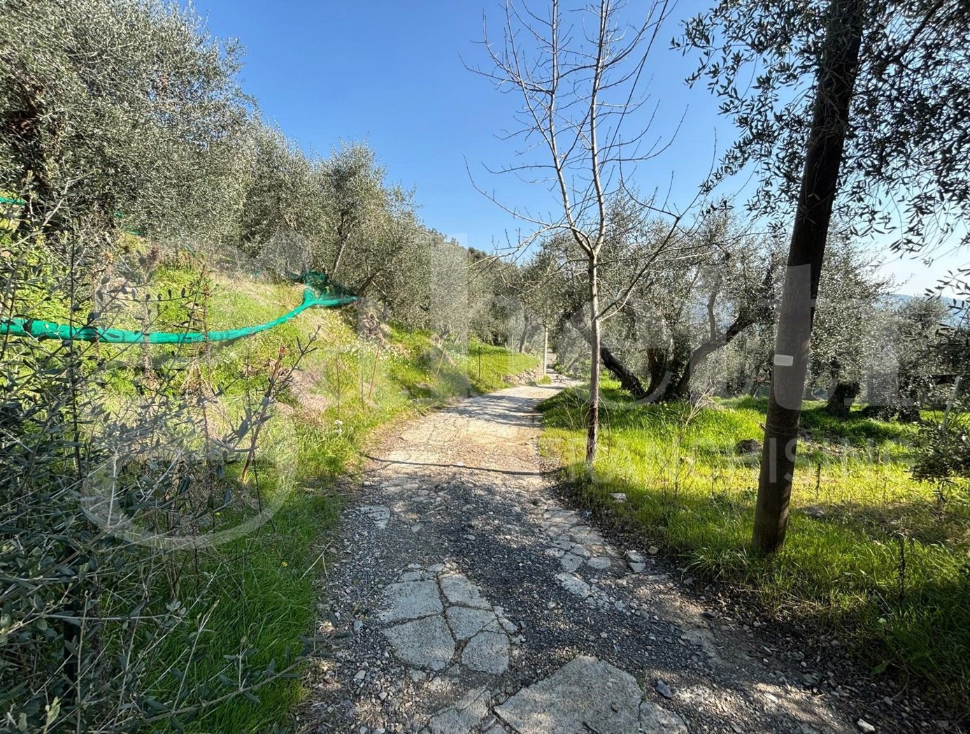 Terreno Agricolo in vendita a Dolcedo