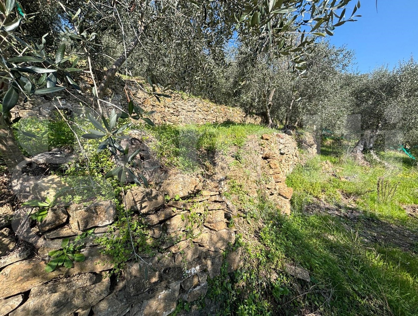 Terreno Agricolo in vendita a Dolcedo