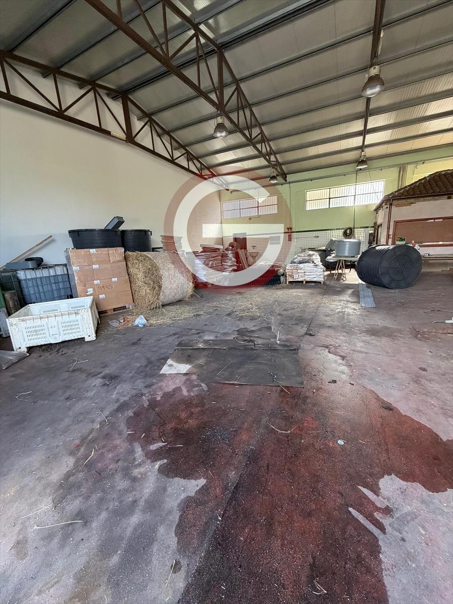 Capannone in affitto, Cittanova periferia