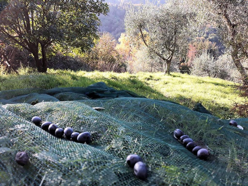 Rustico con ampio terreno e vista panoramica in vendita a Pescia