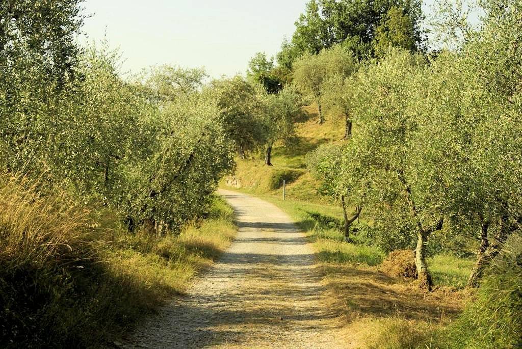 Rustico con ampio terreno e vista panoramica in vendita a Pescia