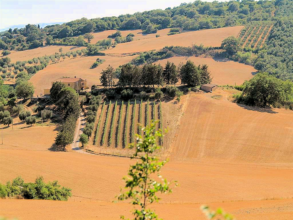 Azienda agricola in posizione collinare e panoramica in vendita a Magliano in Toscana, Pereta