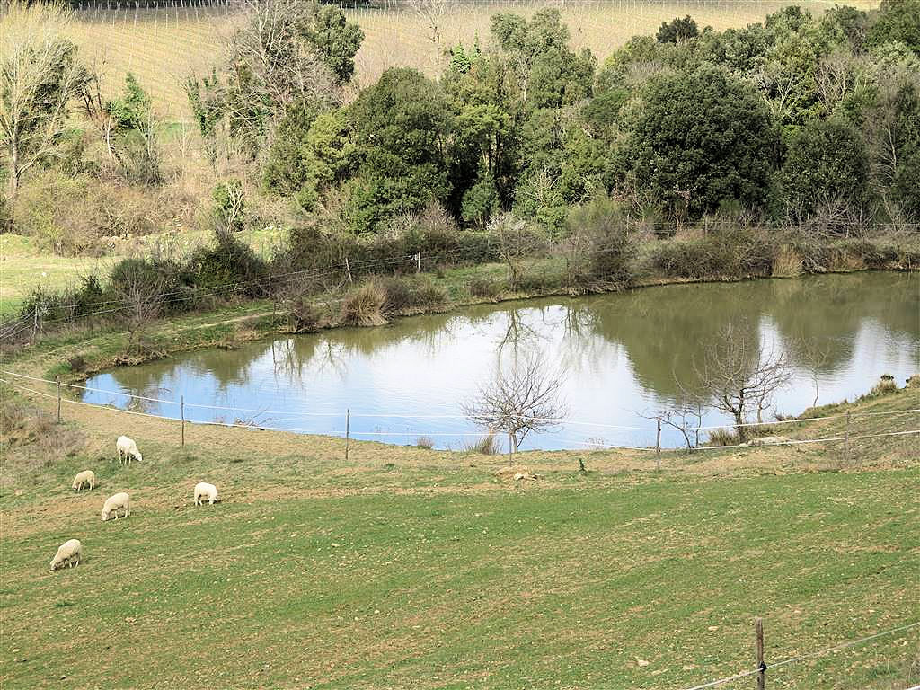 Rustico ristrutturato in posizione collinare in vendita a Gavorrano