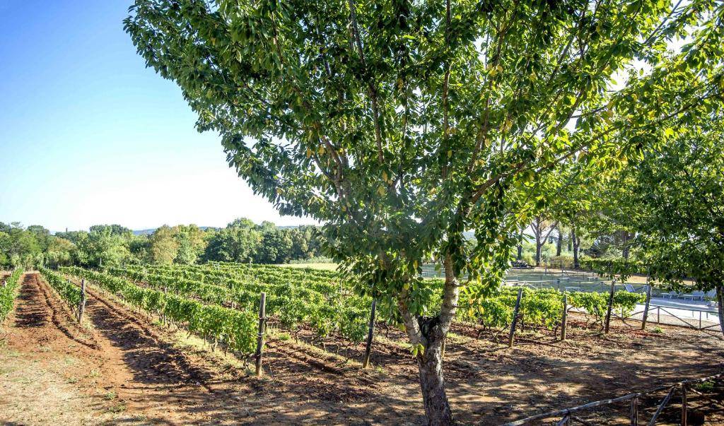 Villa di ampia superficie immersa nel verde in vendita a Gavorrano