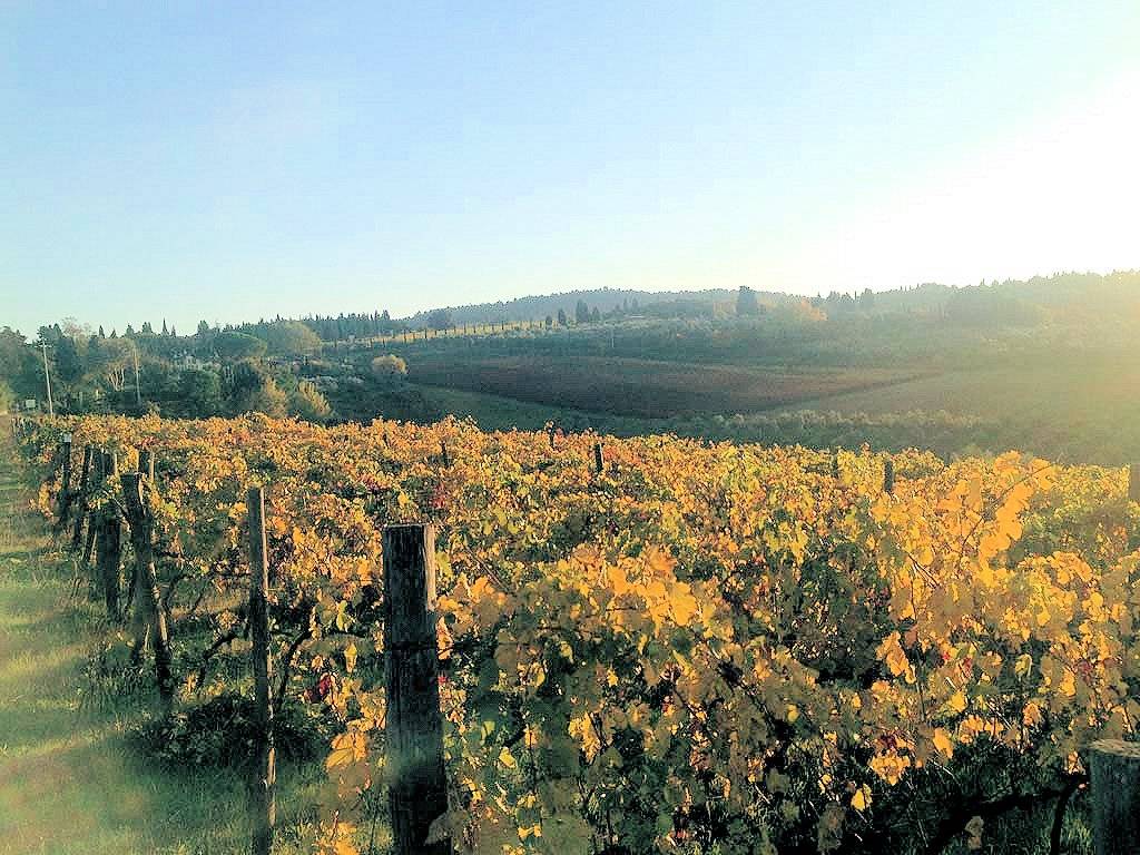 Azienda vitivinicola Morellino di Scansano con agriturismo in vendita a Grosseto