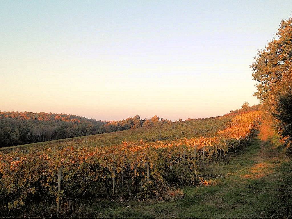 Azienda vitivinicola Morellino di Scansano con agriturismo in vendita a Grosseto