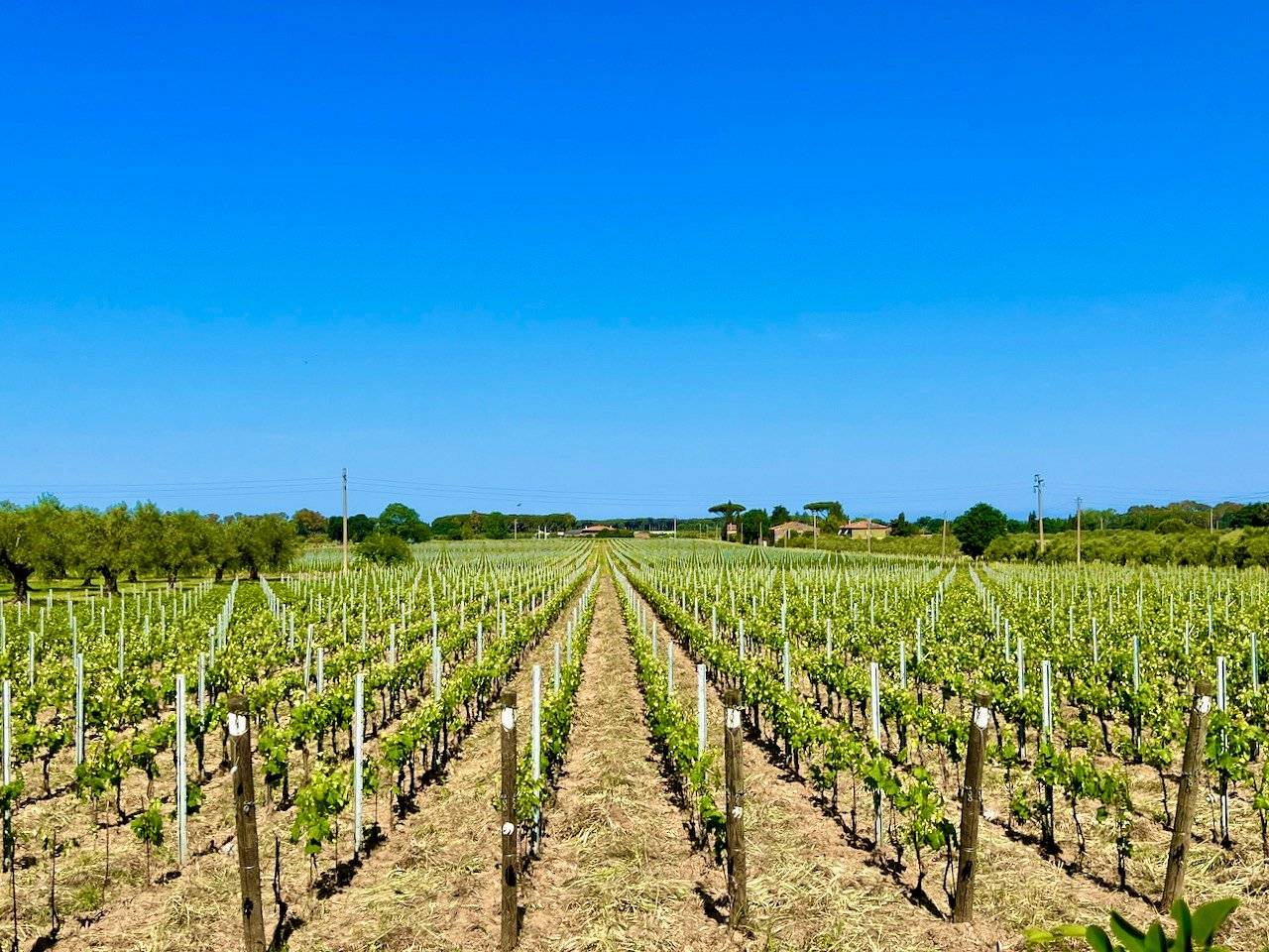 Prestigioso complesso immobiliare vicino al mare in vendita a Castagneto Carducci