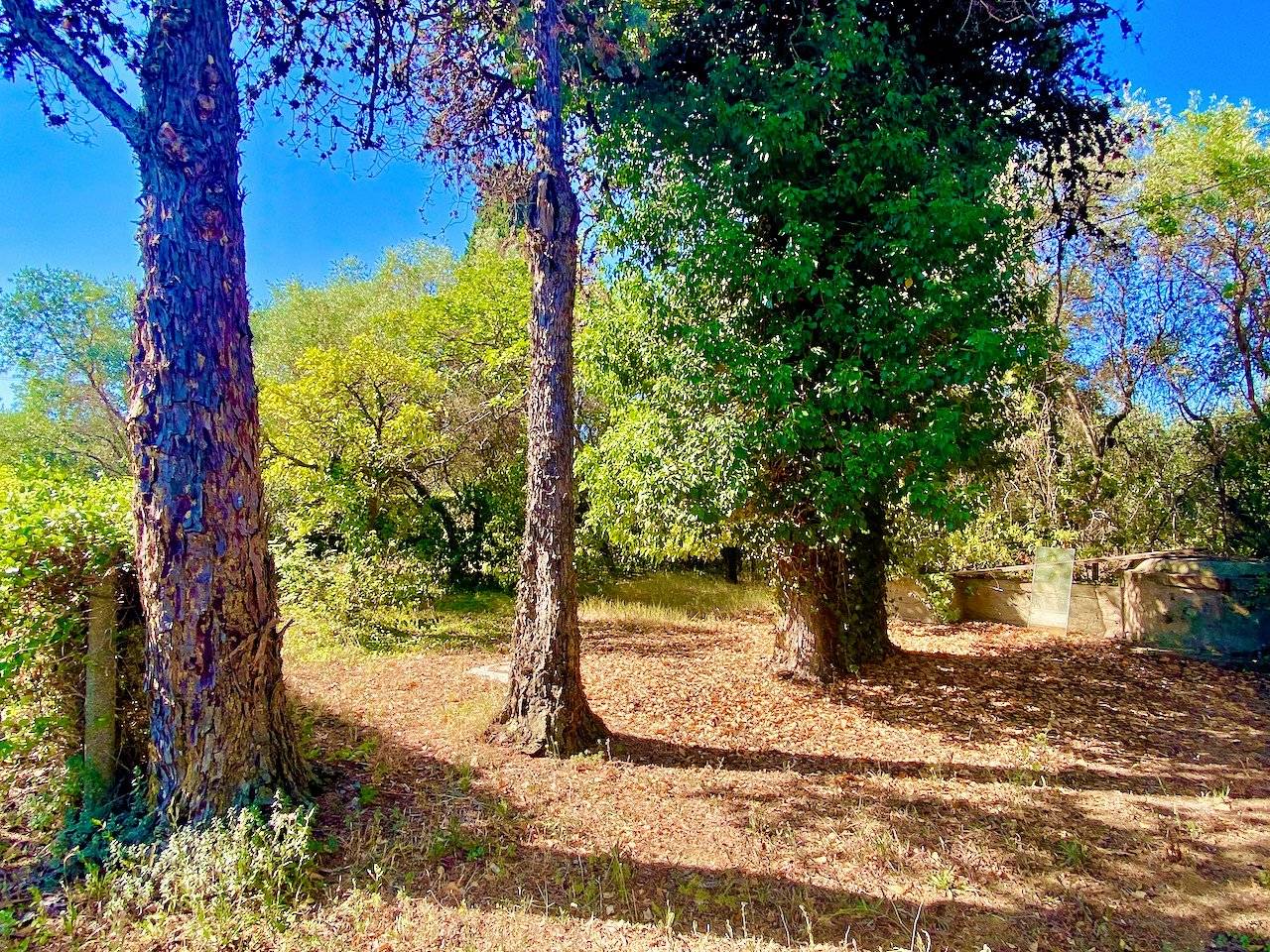 Rustico con annesso agricolo da ristrutturare in vendita a Castagneto Carducci