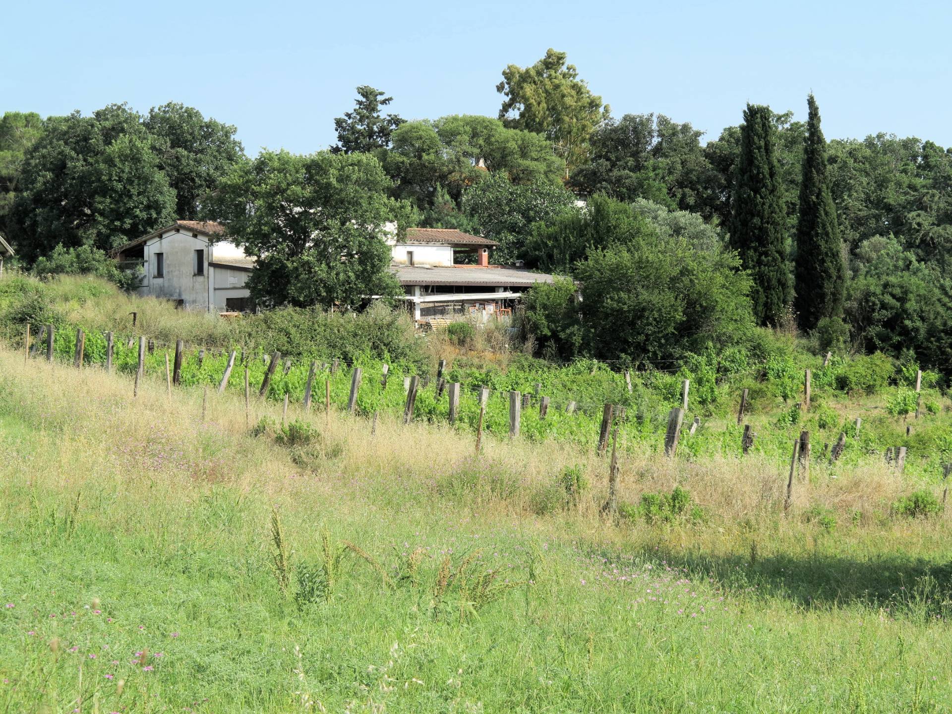 Azienda agricola in posizione collinare con vista mare in vendita a Magliano in Toscana, Montiano
