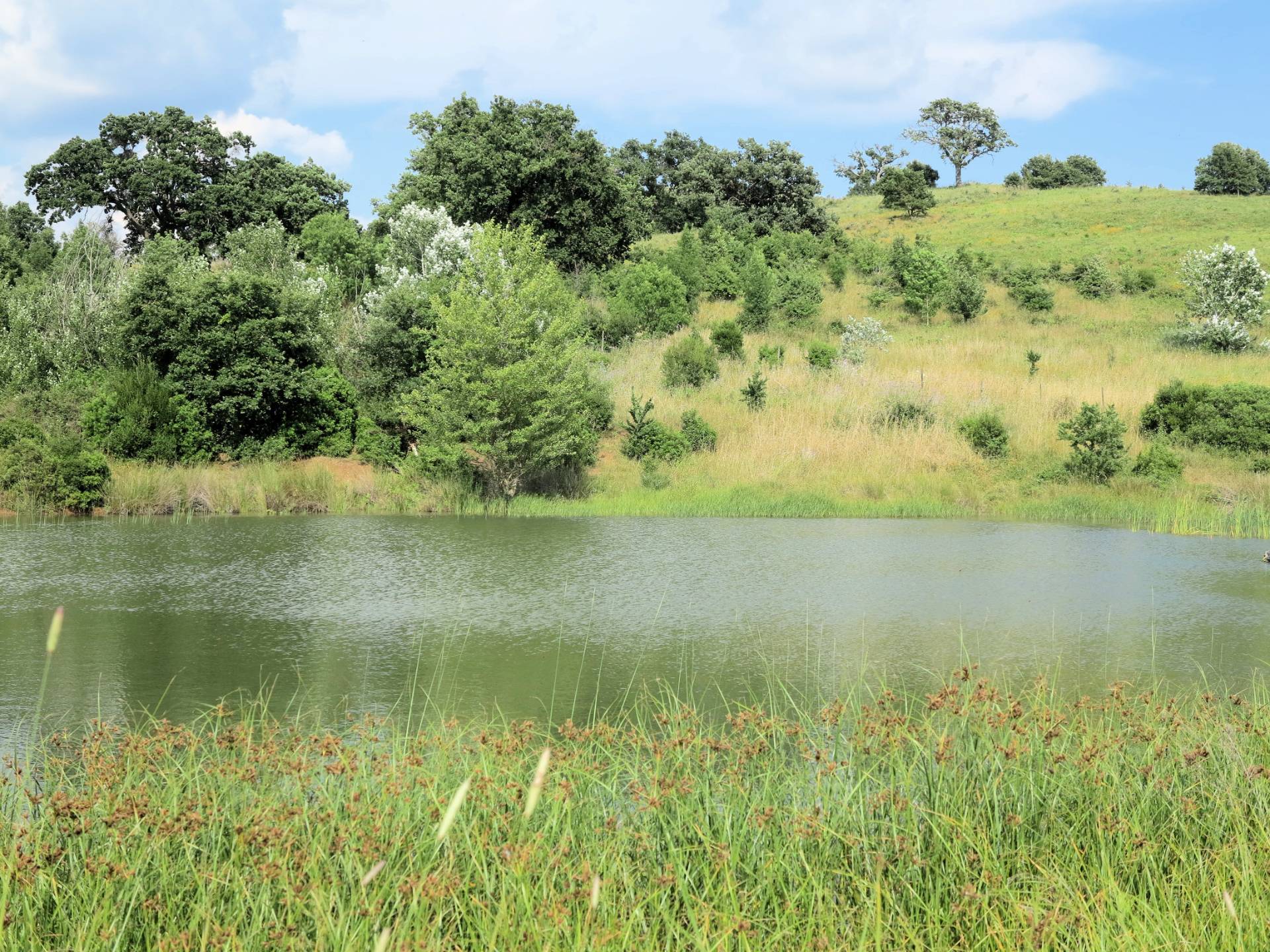 Azienda agricola in posizione collinare con vista mare in vendita a Magliano in Toscana, Montiano