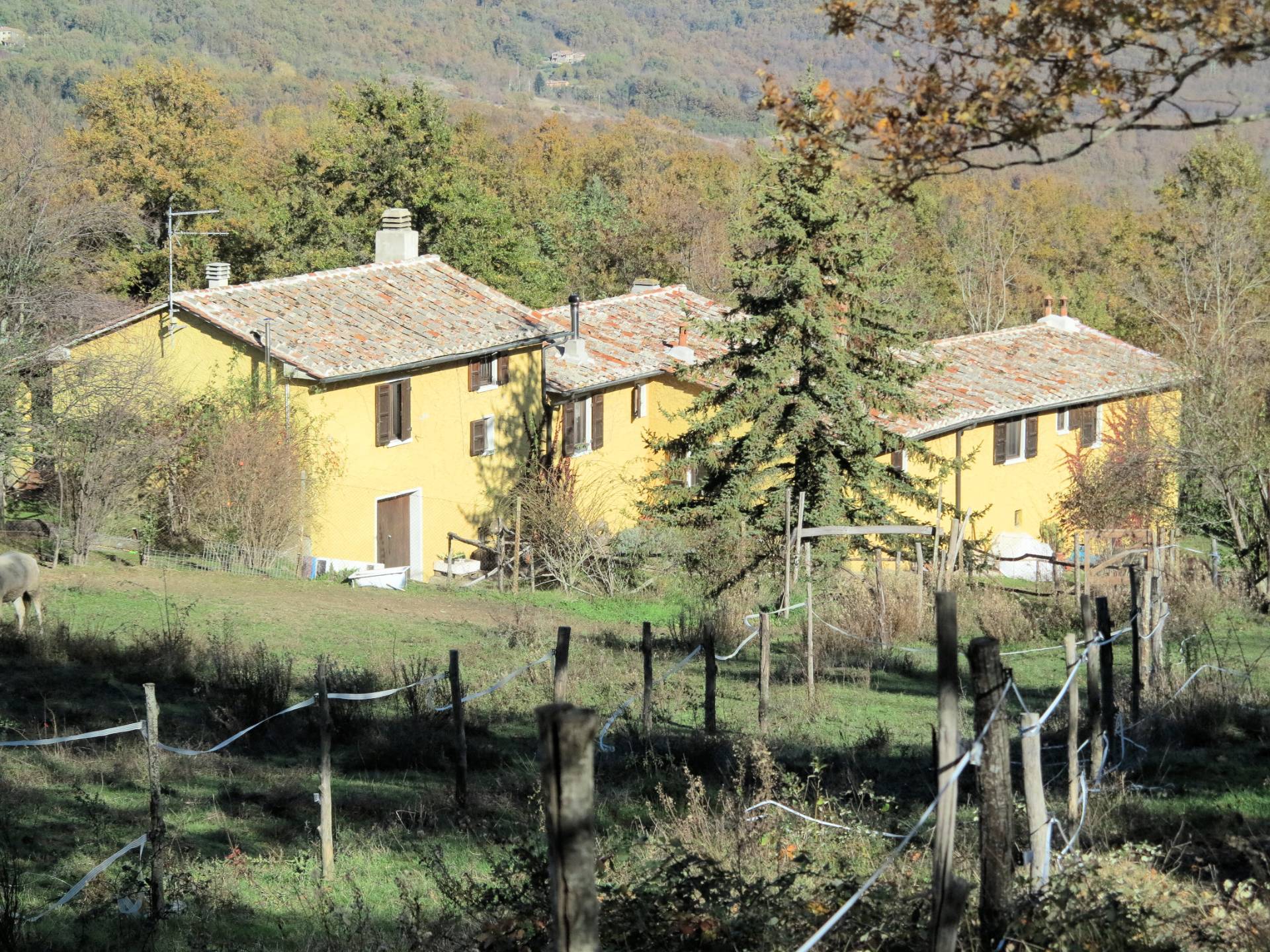 Azienda agricola in posizione panoramica in vendita a Montieri