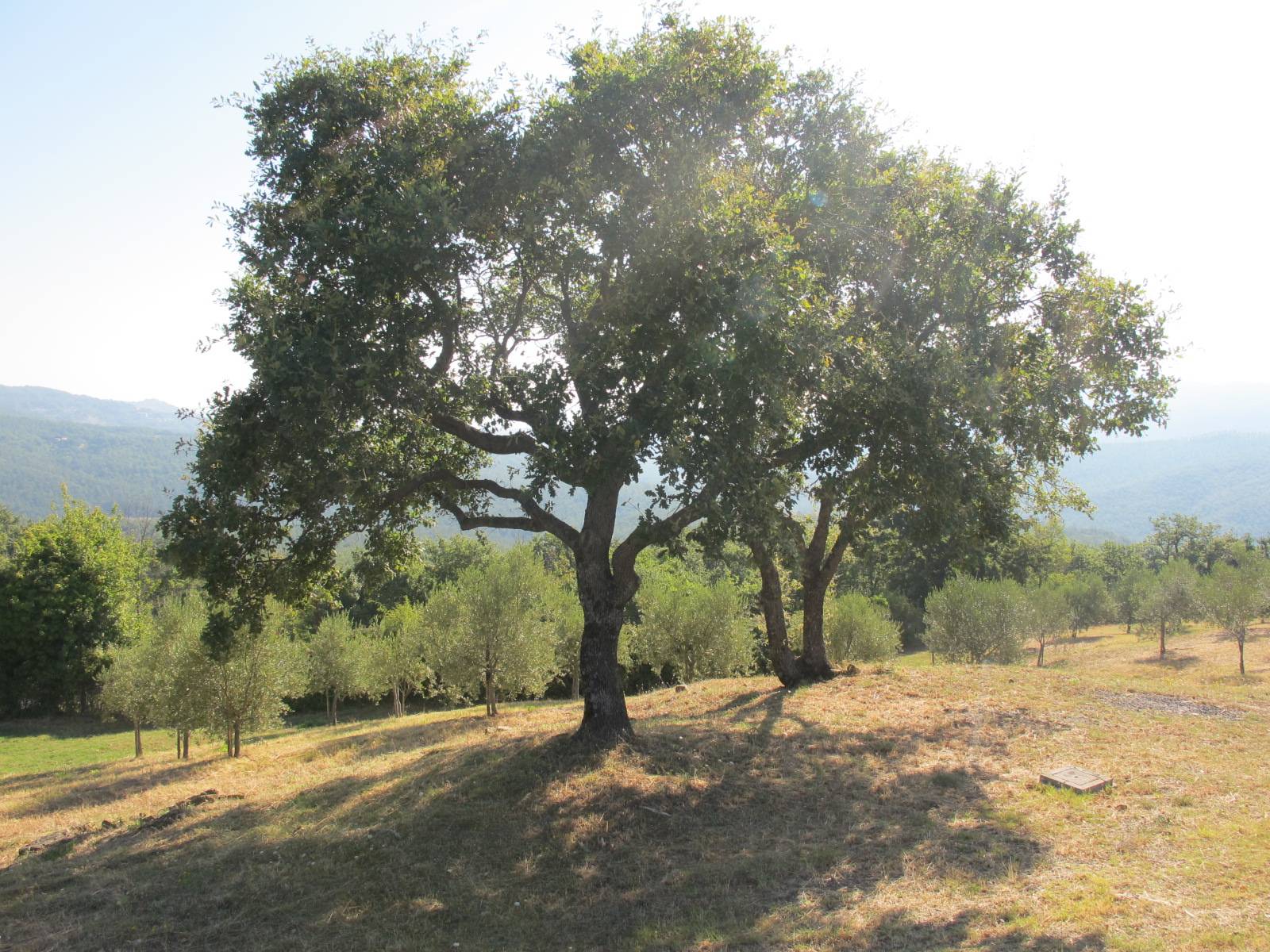 Porzione di casale in stile rustico Toscano ristrutturato con terreno in ottima posizione in vendita