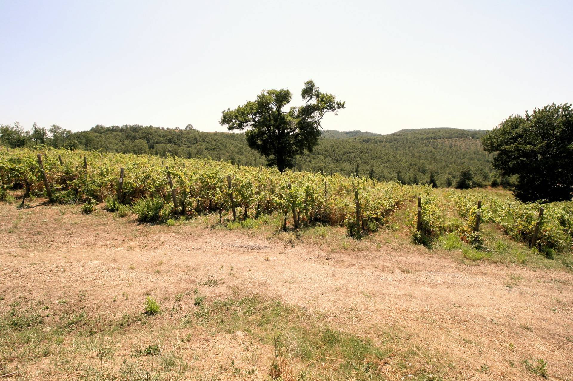 Azienda vitivinicola con produzione di vini di alta qualita' in posizione collinare con vista panora