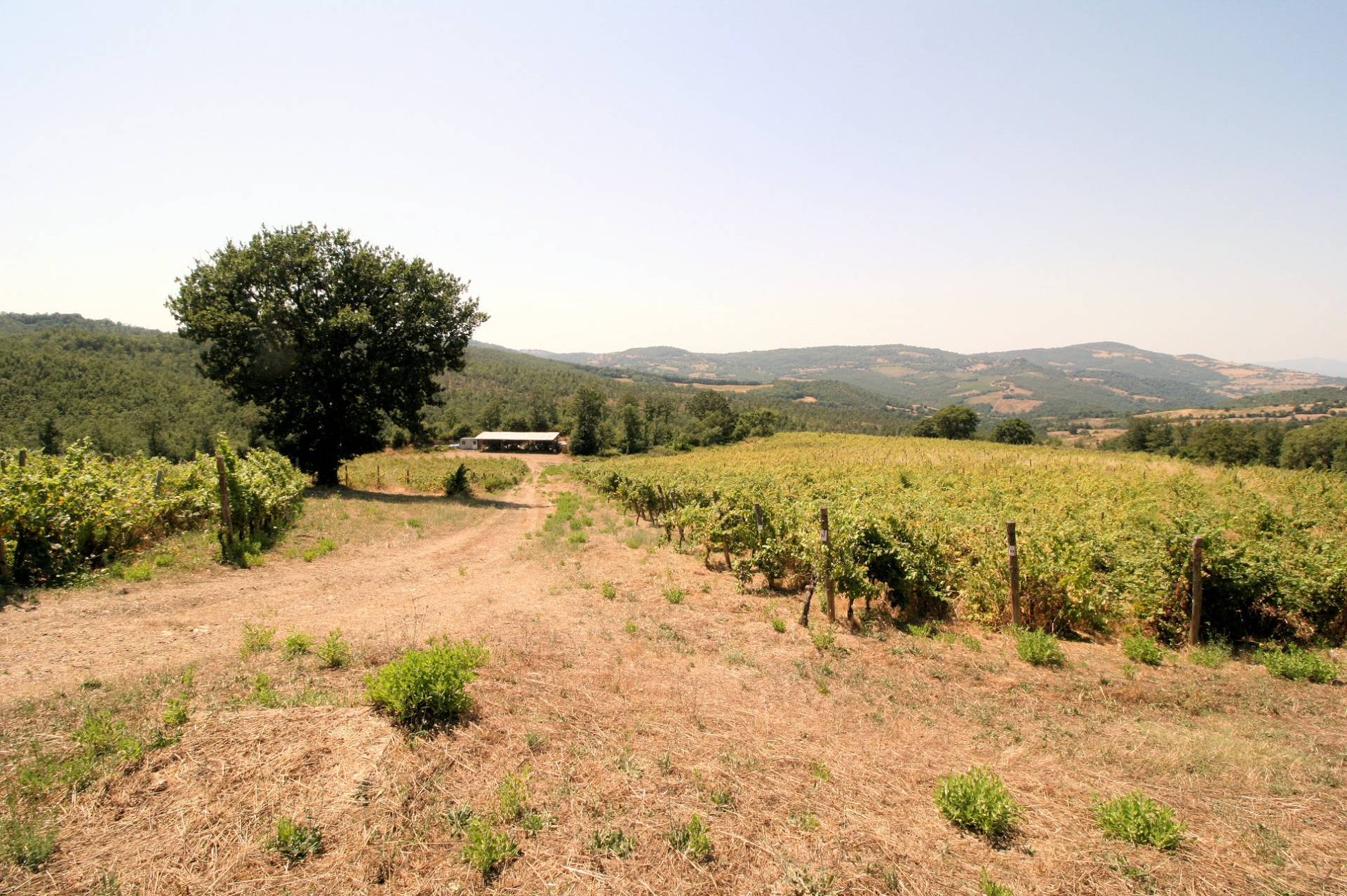 Azienda vitivinicola con produzione di vini di alta qualita' in posizione collinare con vista panora