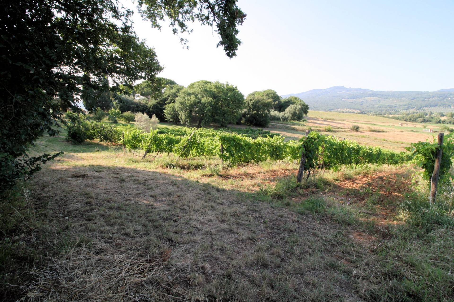 Podere panoramico in Maremma in vendita a Roccastrada, Montemassi