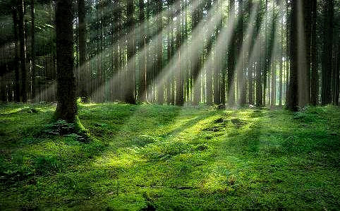 Bellissimo stabilimento balneare in Versilia in vendita a Viareggio