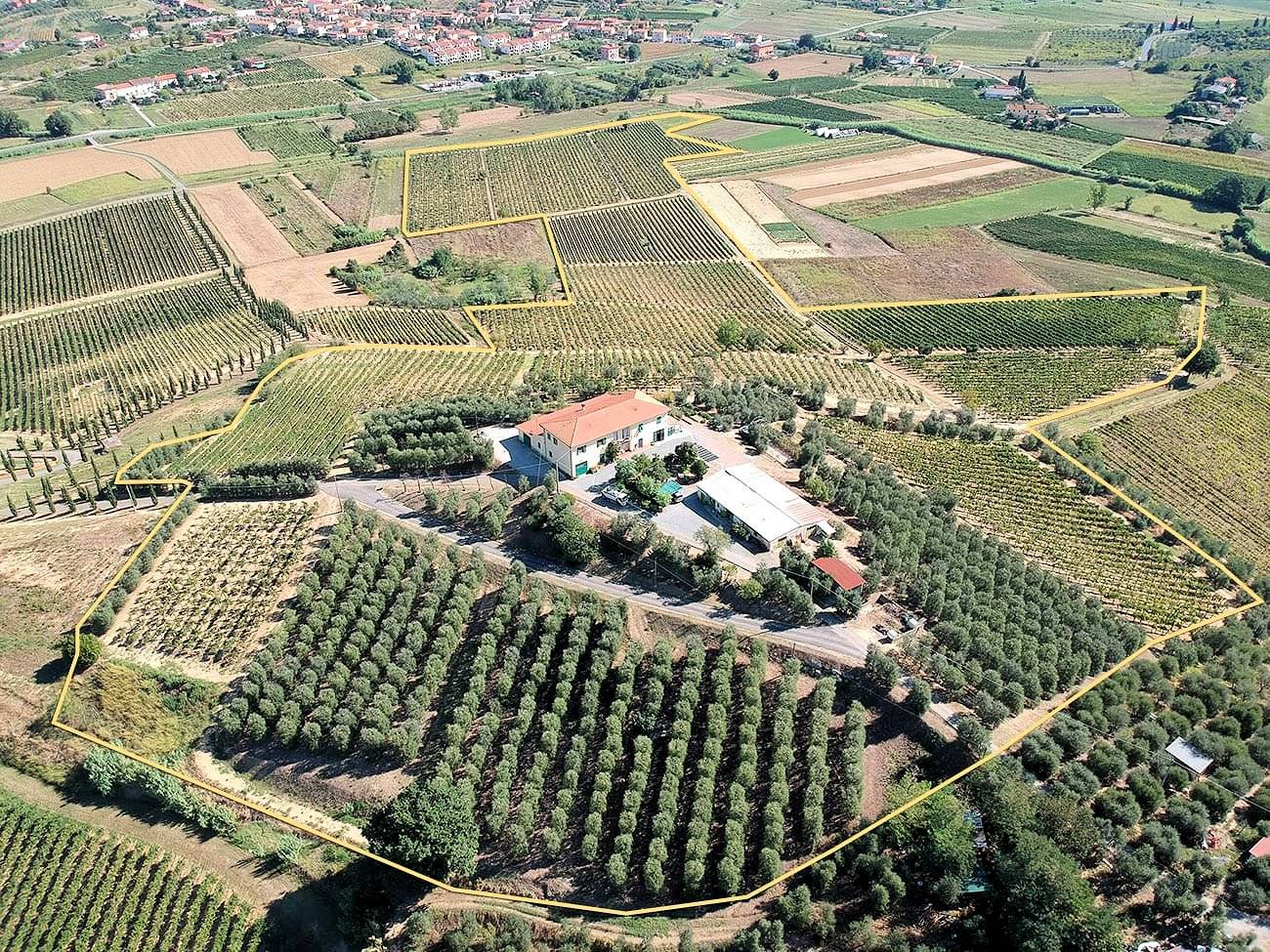 Azienda agricola produzione vino ed olio in vendita a Cerreto Guidi