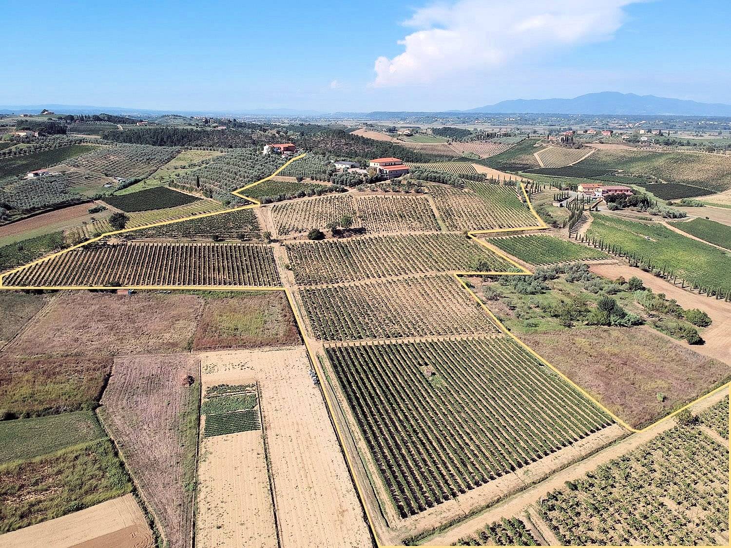 Azienda agricola produzione vino ed olio in vendita a Cerreto Guidi