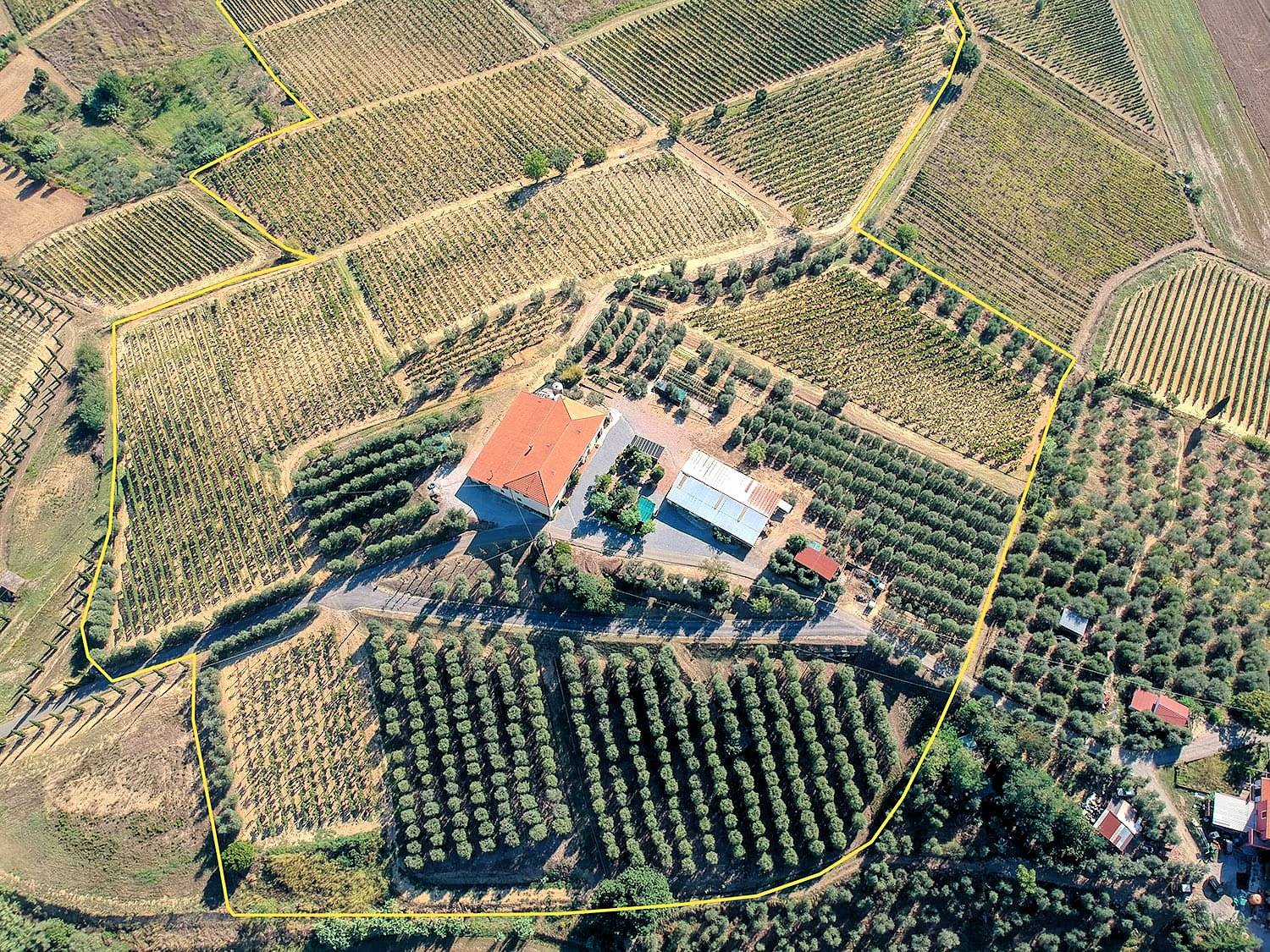Azienda agricola produzione vino ed olio in vendita a Cerreto Guidi