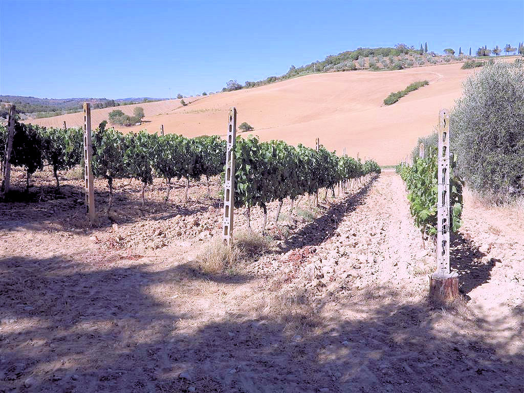 Azienda agricola in posizione collinare e panoramica in vendita a Magliano in Toscana, Pereta