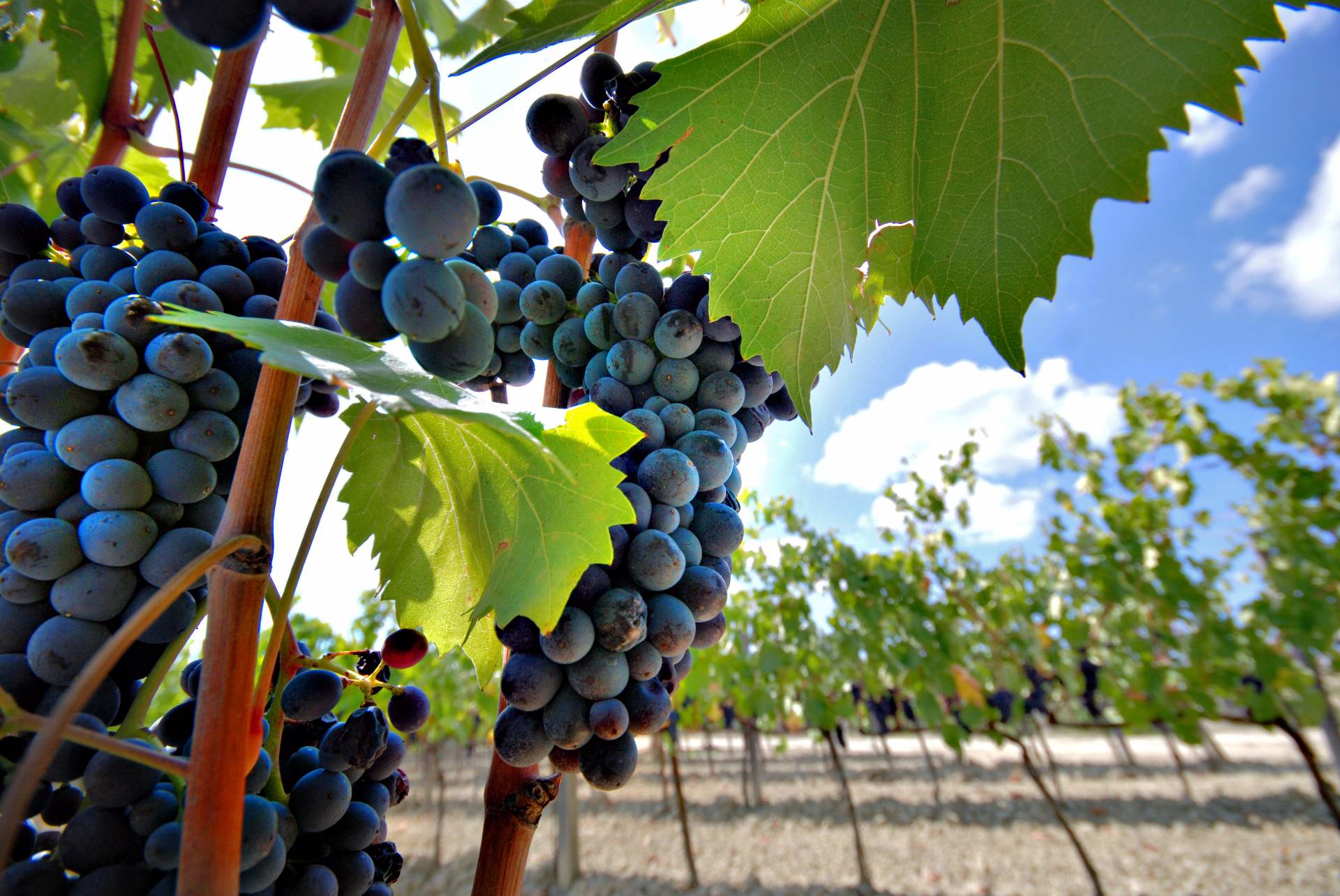 Azienda vinicola di alto livello in vendita a Montepulciano