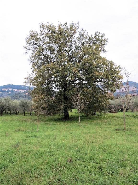 Annesso agricolo da ristrutturare in splendida posizione in vendita a Gavorrano, Bagno di Gavorrano